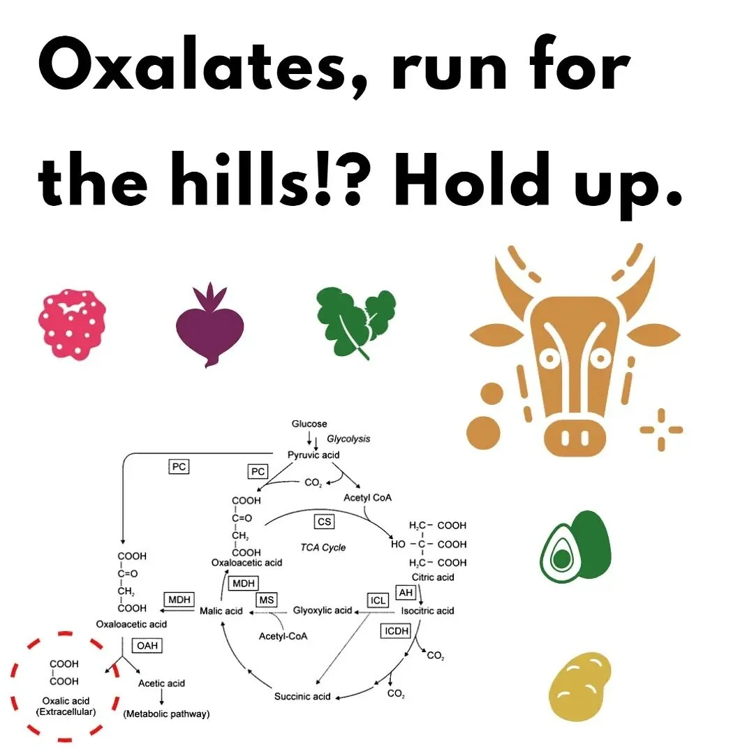 Someone asked, so here it is. Oxalates. Perhaps you picture an angry ox when someone mentions the word. Oxalates is...