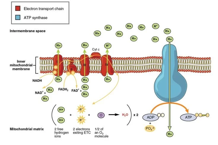 electron-transport-chain-58e3be435f9b58ef7ed96112.jpg